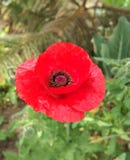 Red Poppy Flower stock image Red Poppy Flower stock image